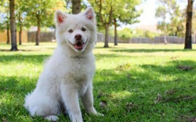 Carbonari/Restelli: una zona attenta alle esigenze dei cani