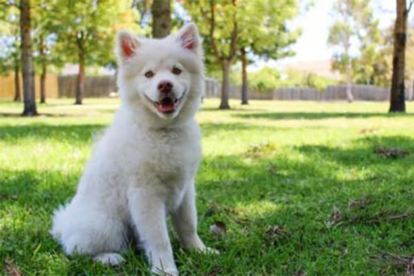 Carbonari/Restelli: una zona attenta alle esigenze dei cani